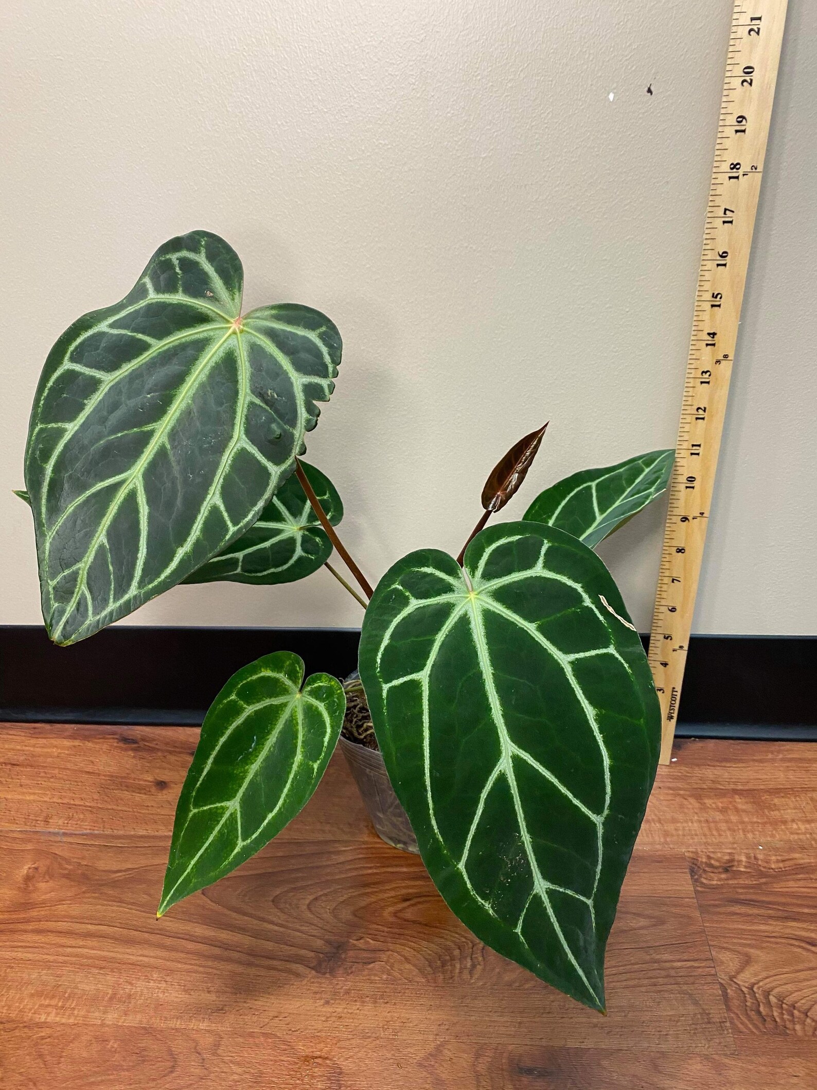 XL Dr. Block Anthurium Red Crystallinum x Magnificum 002 Etsy