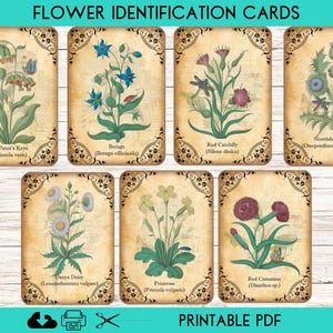 Printable Flower Identification Cards, Vintage Botanical Illustrations ca. 1510, Junk Journal Ephemera, Floral Flashcards, Nature Study Kit