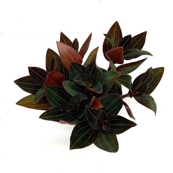 Black Jewel Orchid- Ludisia Jewel Orchids-Rare Orchid Anoectochilus Chapaensis in 4 inch pot