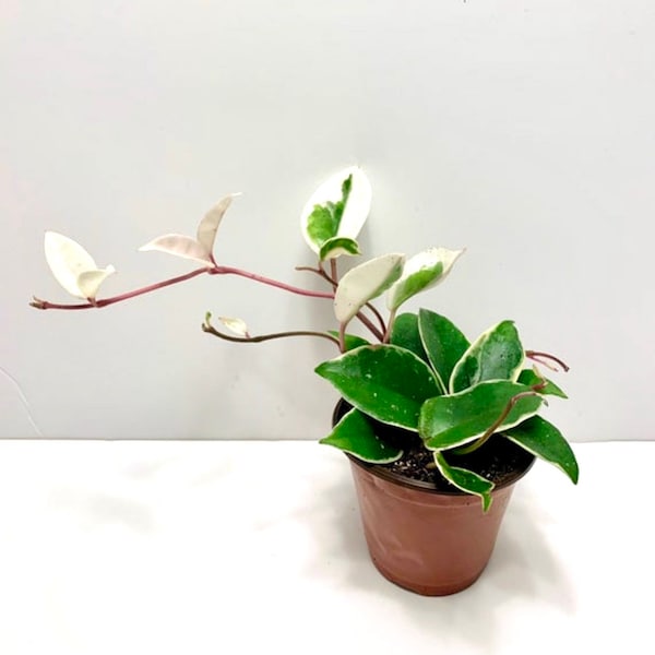 Hoya carnosa 'Krimson Queen' - Tricolor- live variegated indoor house plant- Available in 2”, 3", 4", 6" and ROOTED