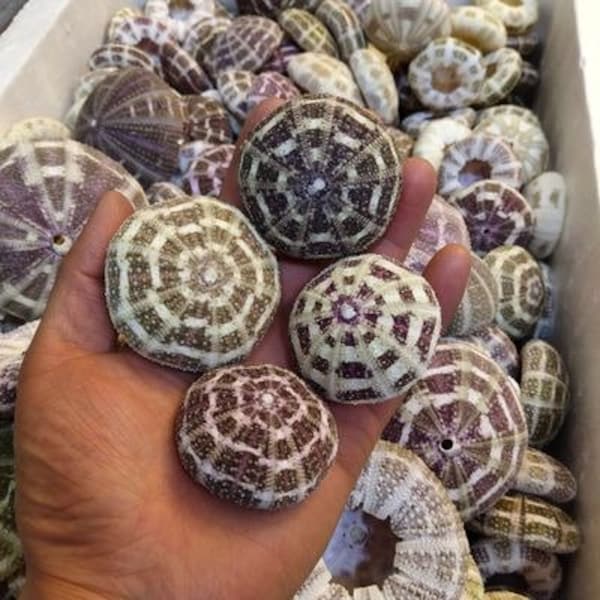 Sea urchin shell conch shell 5-13cm various size,the eight trigrams sea urchin decoration landscape aquarium landscape