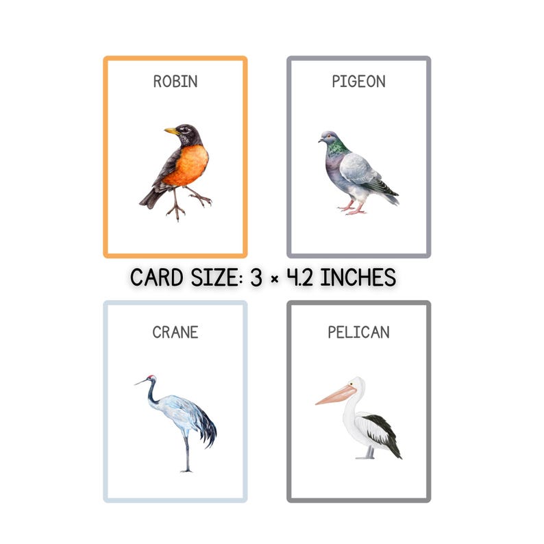 Bird Identification Flashcards Printable | 30 Bird Cards PDF for ...