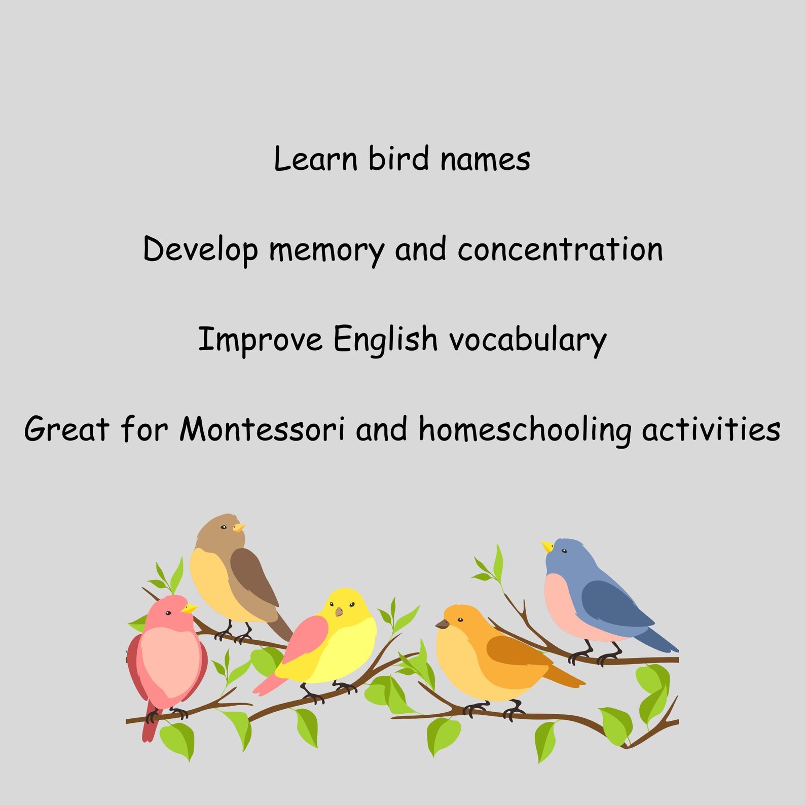 Bird Identification Flashcards Printable | 30 Bird Cards PDF for ...