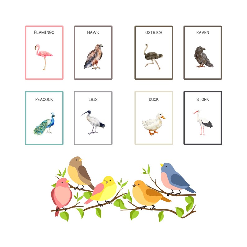 Bird Identification Flashcards Printable | 30 Bird Cards PDF for ...