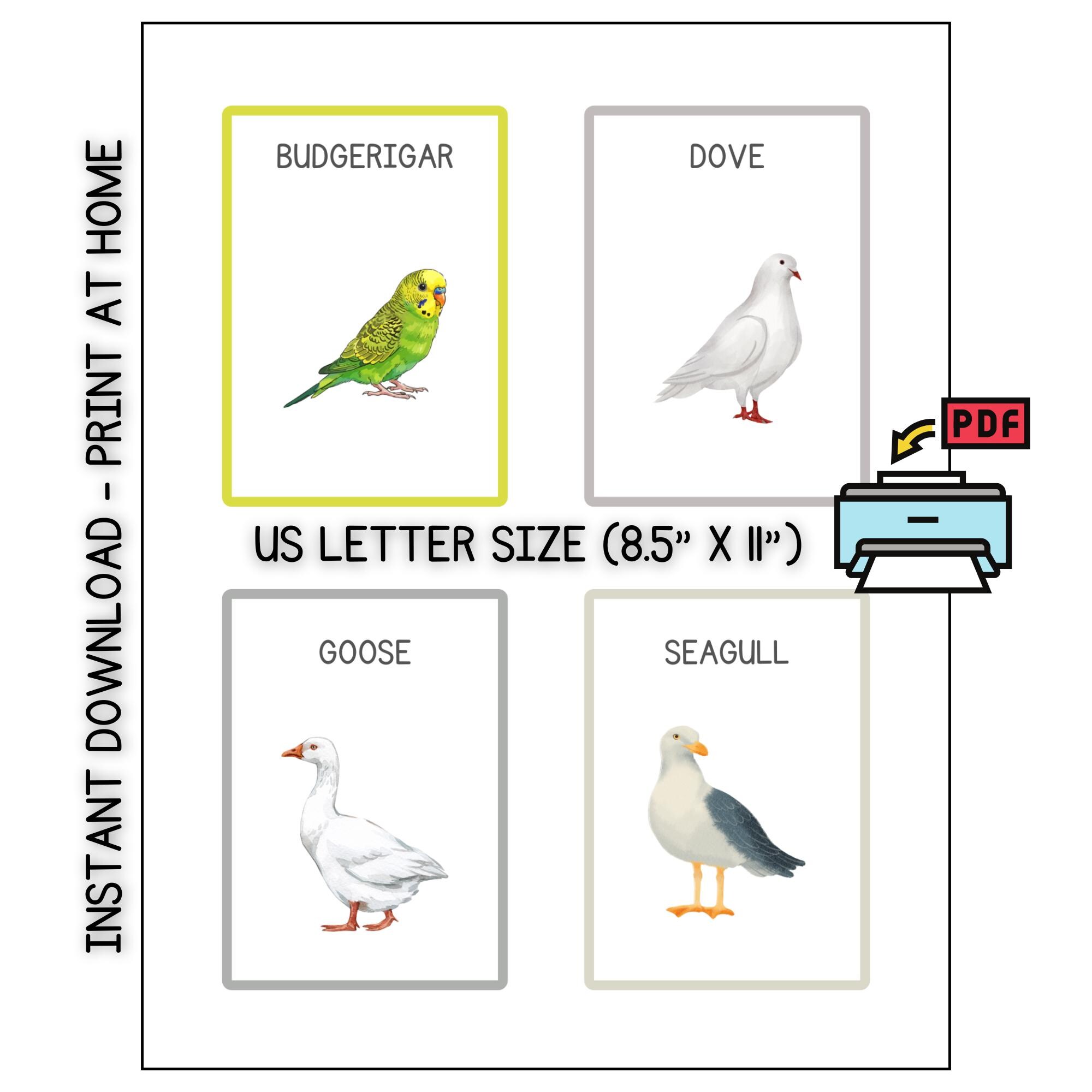 Bird Identification Flashcards Printable | 30 Bird Cards PDF for ...