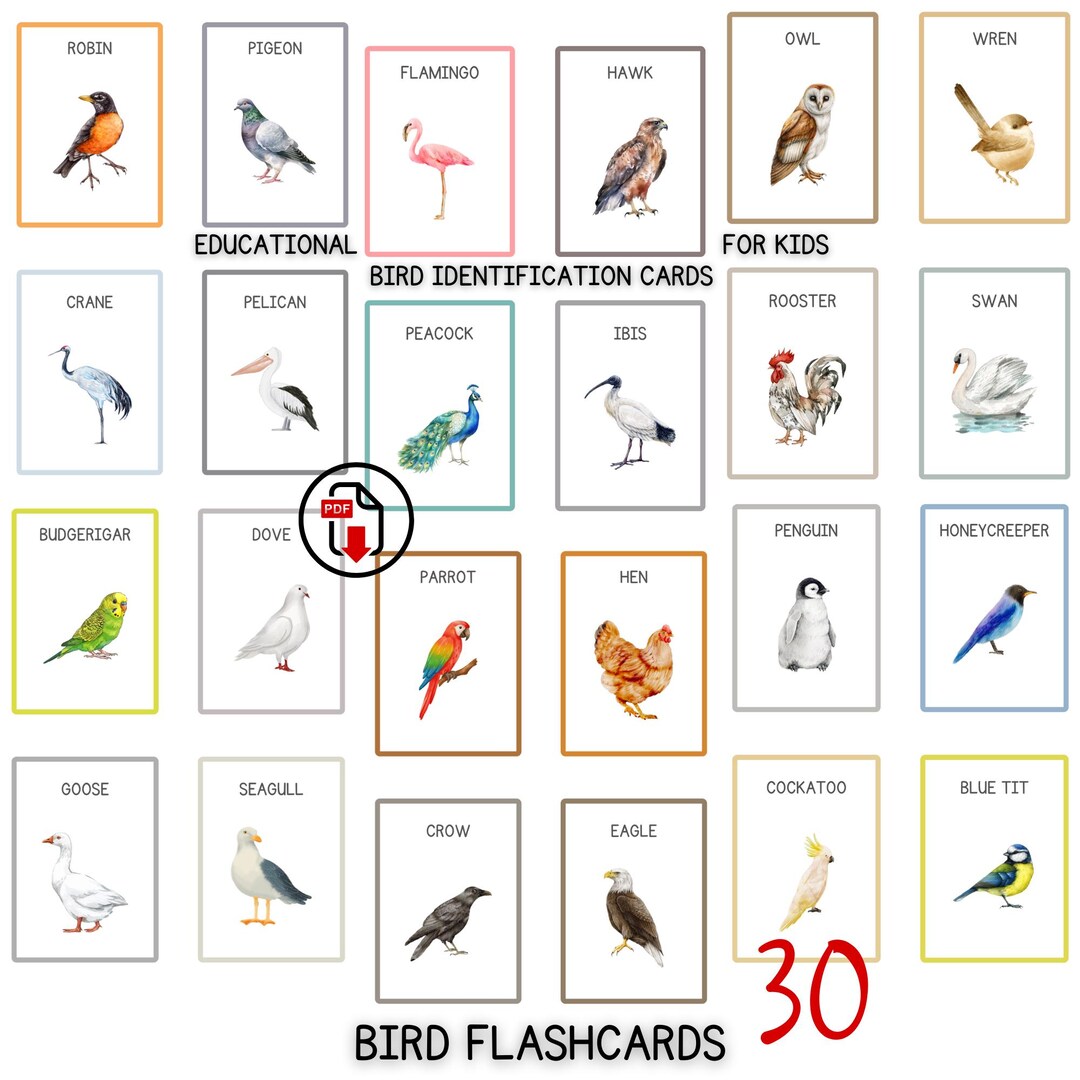 Bird Identification Flashcards Printable | 30 Bird Cards PDF for ...