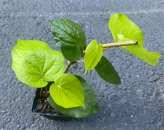 Indian Betel Plant/ Indian Betel Leaf Live Plantfast & Free Shipping