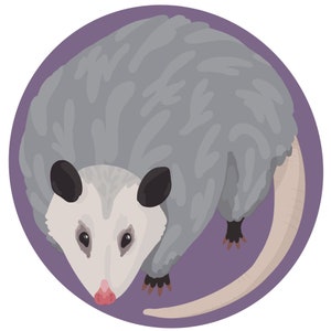 Opossum Circle Pegatina