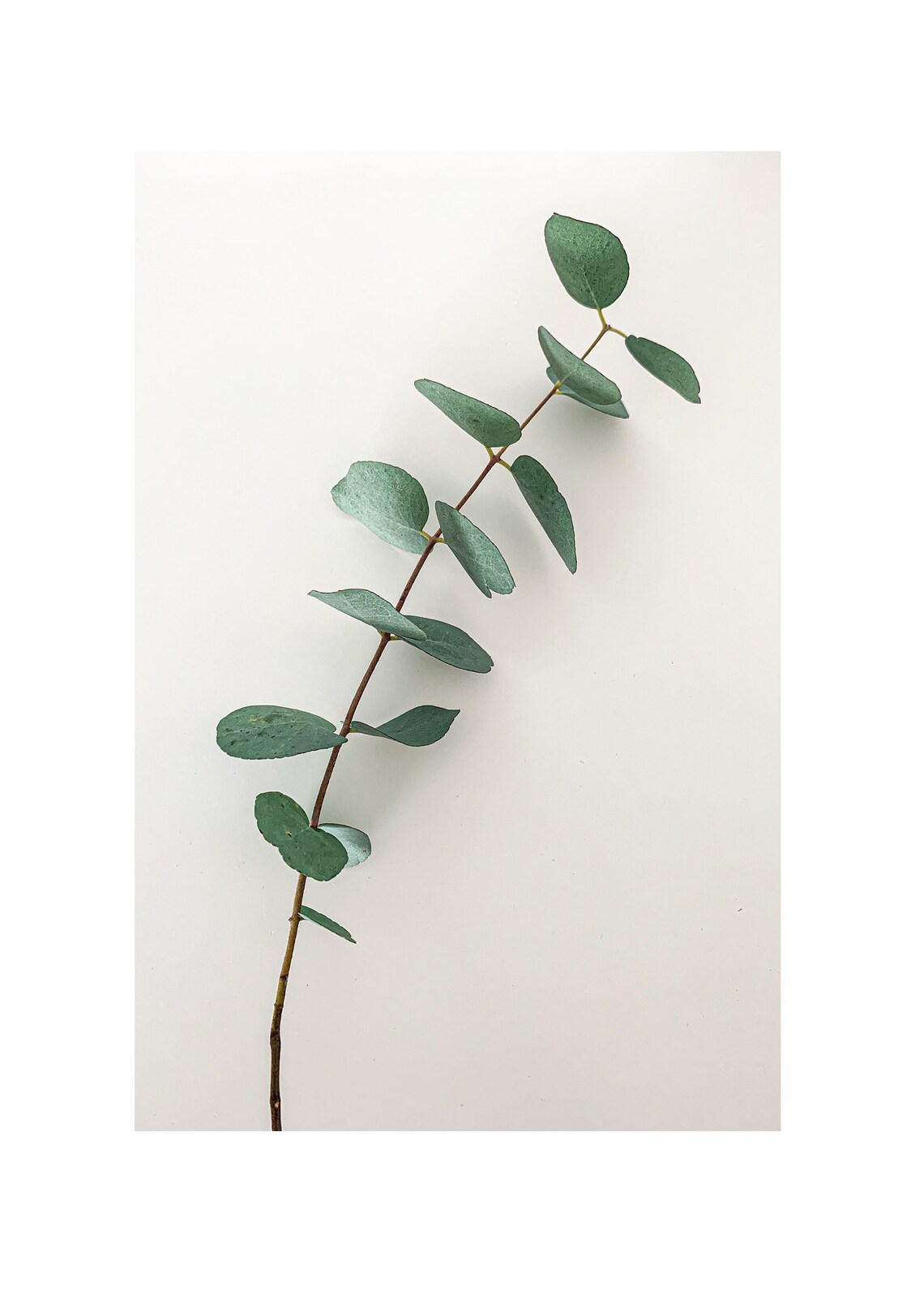 Eucalyptus Print Wall Art Botanical Photography Print Etsy