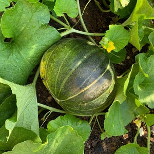 Noire de Carmes ZADEN = Echte Cantaloupe