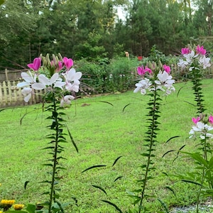 Cleome SEEDS - Spider Flower