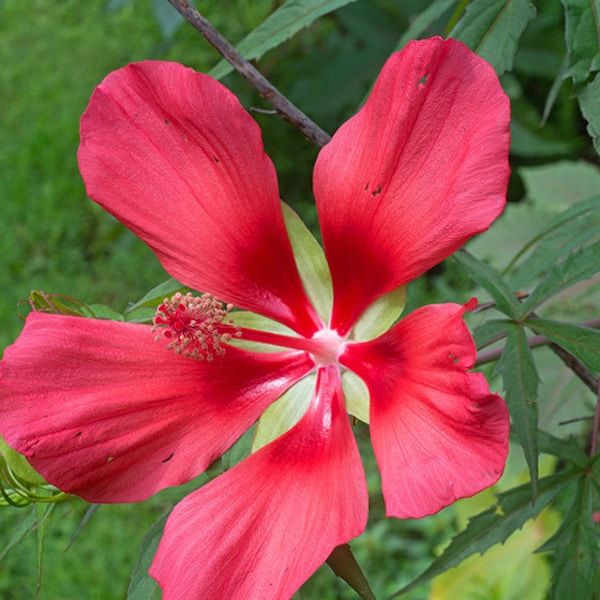 Swamp Hibiscus - Native Southern Plant