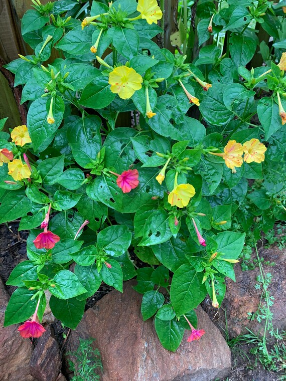 Four O Clocks Mirabilis Jalapa Etsy
