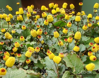 Toothache Plant Seeds
