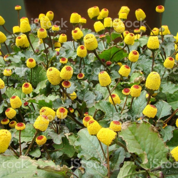 Toothache Plant Seeds - Organically Grown