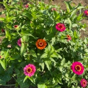 Zinnia SEEDS = Old Maids