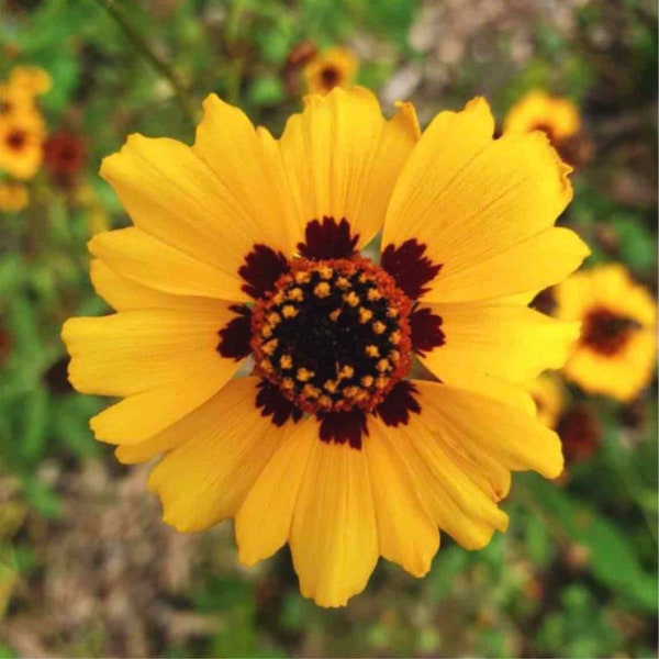 Semi di fiori coloranti Coreopsis tickseed