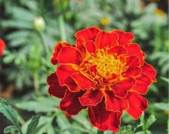 Goudsbloemkleurstof bloemzaden