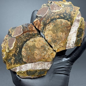 May include: Two pieces of a polished stone, held in a gloved hand. The stone features a mix of brown, tan, black, and white colors with circular and linear patterns. The stone has a rough, natural texture.