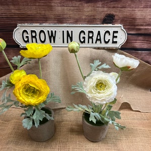 Potted Silk Ranunculus - White or Yellow