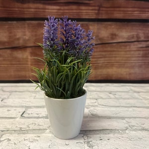 May include: A small potted lavender plant with purple flowers and green leaves in a white ceramic pot.