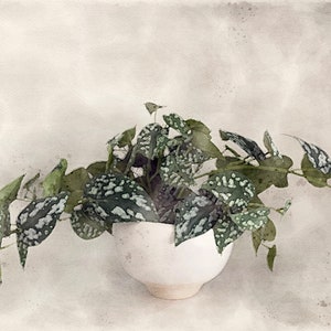 May include: A white ceramic pot containing a leafy green plant with white speckles on the leaves. The plant is in a white pot with a rounded base. The background is a light grey with a watercolour effect.