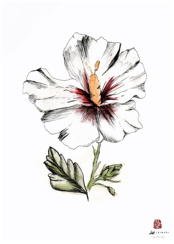 Mugunghwa Coreana Flor Nacional Acuarela y Tinta Arte - Etsy España Mugunghwa Coreana Flor Nacional Acuarela y Tinta Arte - Etsy España