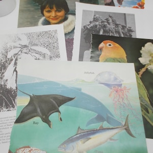 Kit de collage #13, Conjuntos de papel mixto, Ephemera de álbum de recortes, Páginas de libros, Páginas de revistas, Recortes, Troqueles