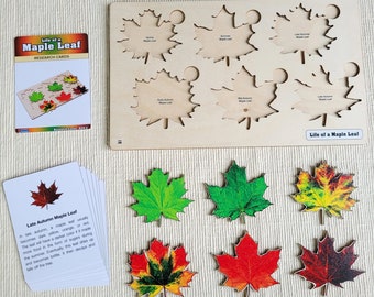 Life of a Maple Leaf Puzzle | Montessori Leaf Puzzle | Wooden Leaf Puzzles  | Montessori Printable | Montessori Botany | Alison's Montessori