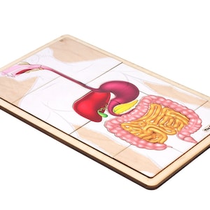 The Digestive System Puzzle with Nomenclature Cards (3-6) | Montessori Materials | Human Anatomy | Three Part Cards