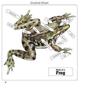 Parts of a Frog Puzzle With Nomenclature Cards (6-9) | Montessori ...