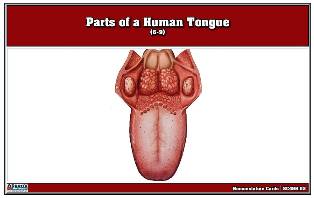 Parts of a Human Tongue Puzzle With Nomenclature Cards 6-9 - Etsy