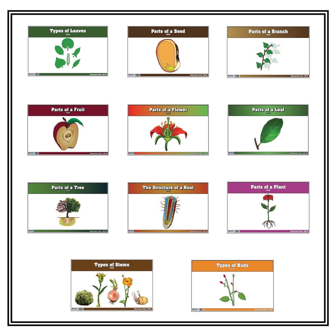 Primary Classified Botany Nomenclature Cards printed Complete Set