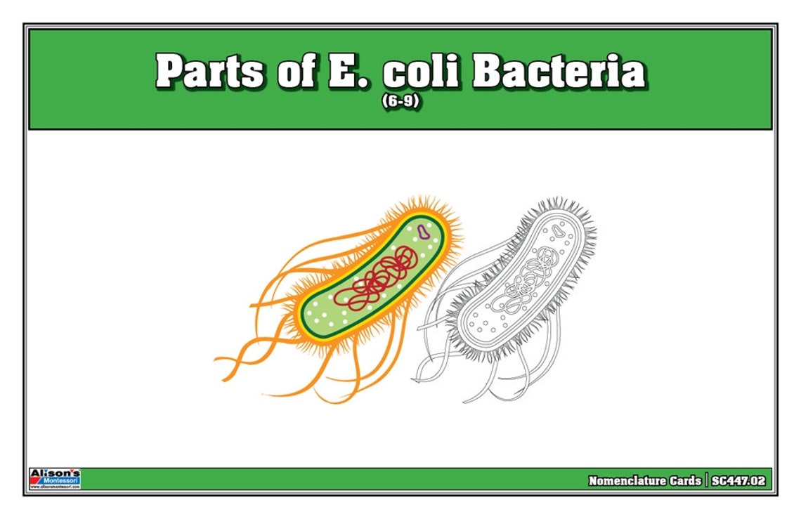 How To Destroy E Coli Bacteria at Brendan Yarbrough blog