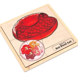 Parts of a Red Blood Cell Puzzle with Nomenclature Cards (3-6) (Printed) | Montessori Materials | Human Anatomy | Three Part Cards