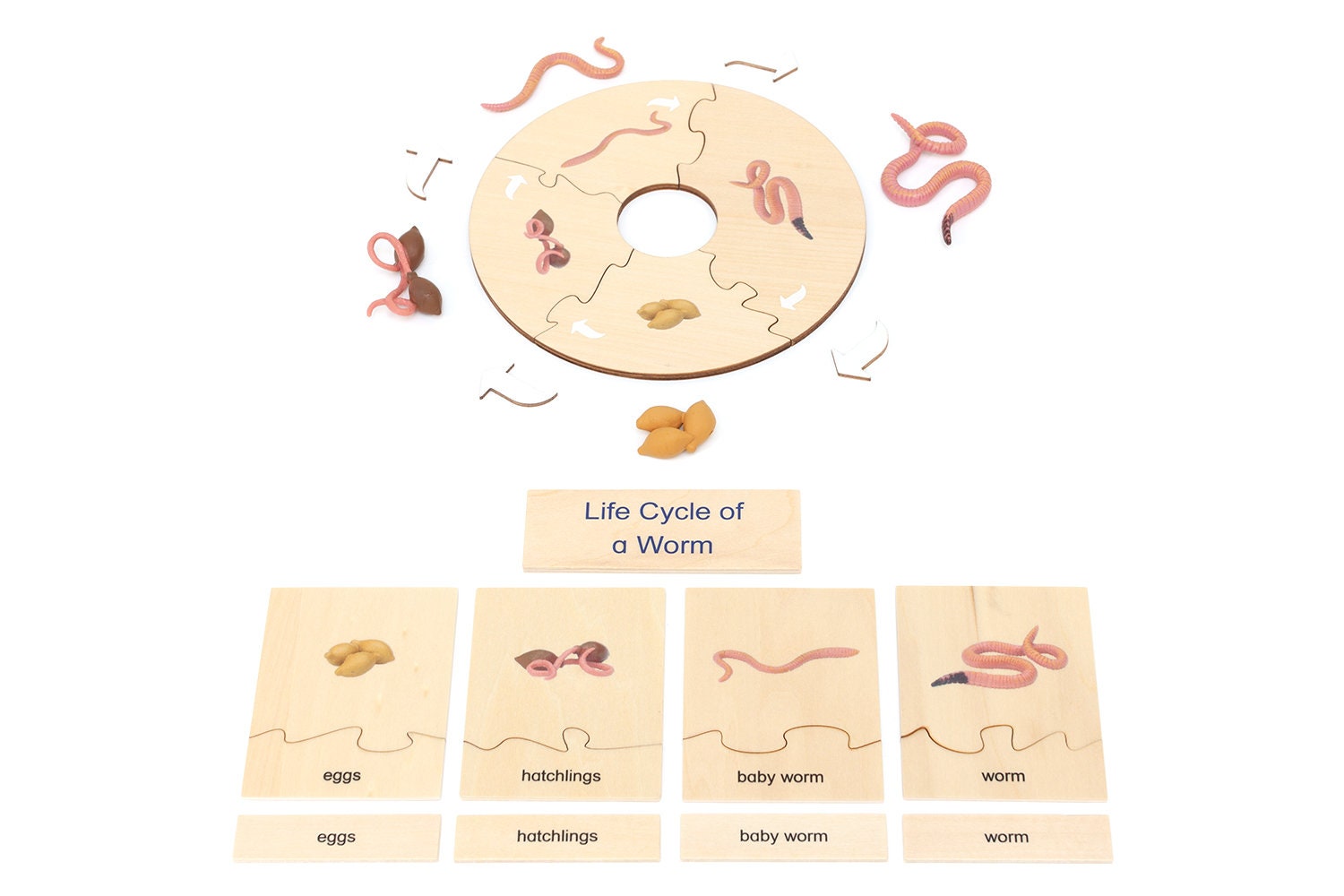 Life Cycle Set of a Worm Montessori Life Cycle Worm Life Cycle