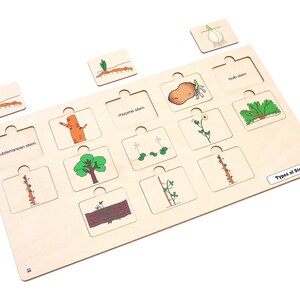 Types of Stems Puzzle With Nomenclature Cards 3-6 (printed ...