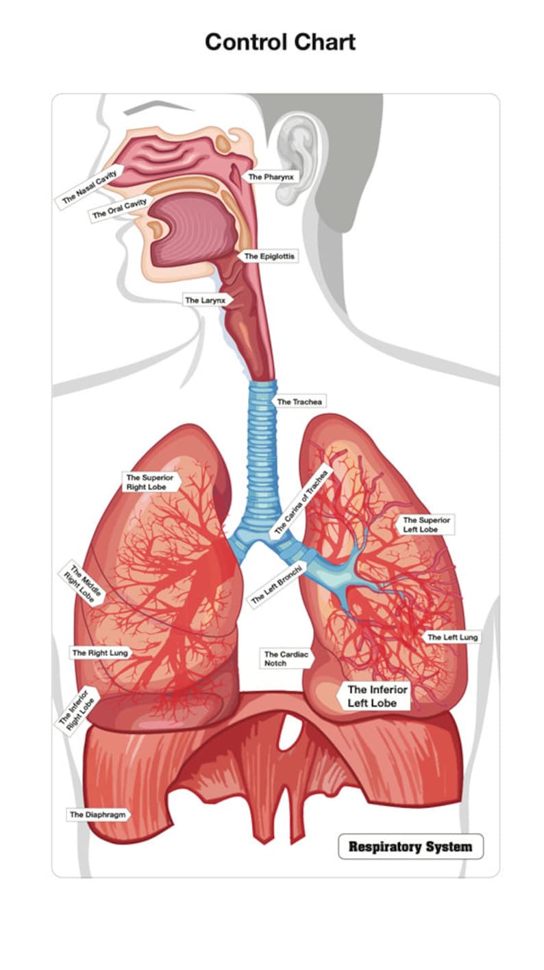 The Respiratory System Puzzle Montessori Science Learning Etsy