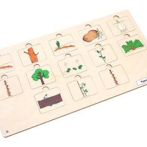 Types of Stems Puzzle with Nomenclature Cards 3-6 (Printed) | Montessori Materials | Montessori Botany | Educational Materials