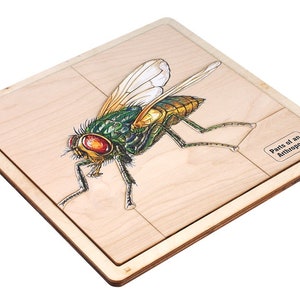 Parts of an Arthropod Puzzle with Nomenclature Cards (6-9) | Montessori Materials | Montessori Zoology | Three Part Cards