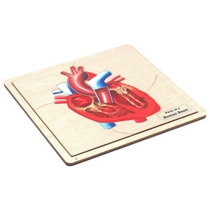 Parts of a Human Heart Puzzle with Nomenclature Cards (3-6) | Montessori Materials | Human Anatomy | Three Part Cards