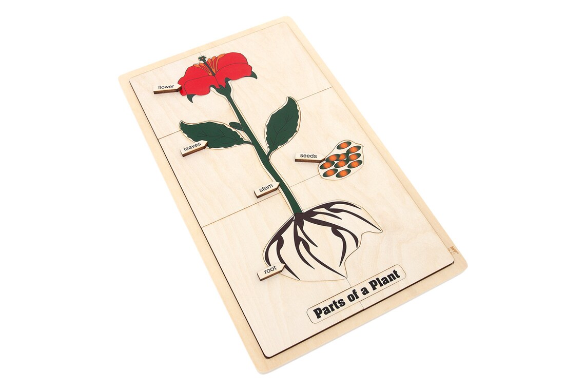 Montessori Parts of a Flower Puzzle main image 1
