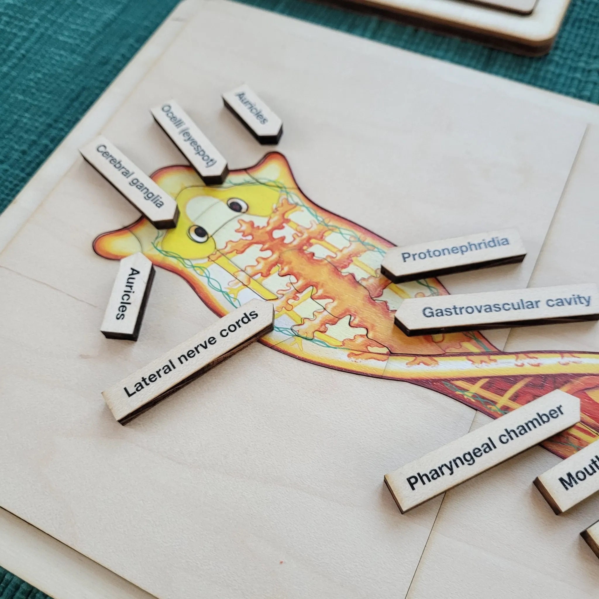 Parts of a Platyhelminth Puzzle With Nomenclature Cards (3-6 ...