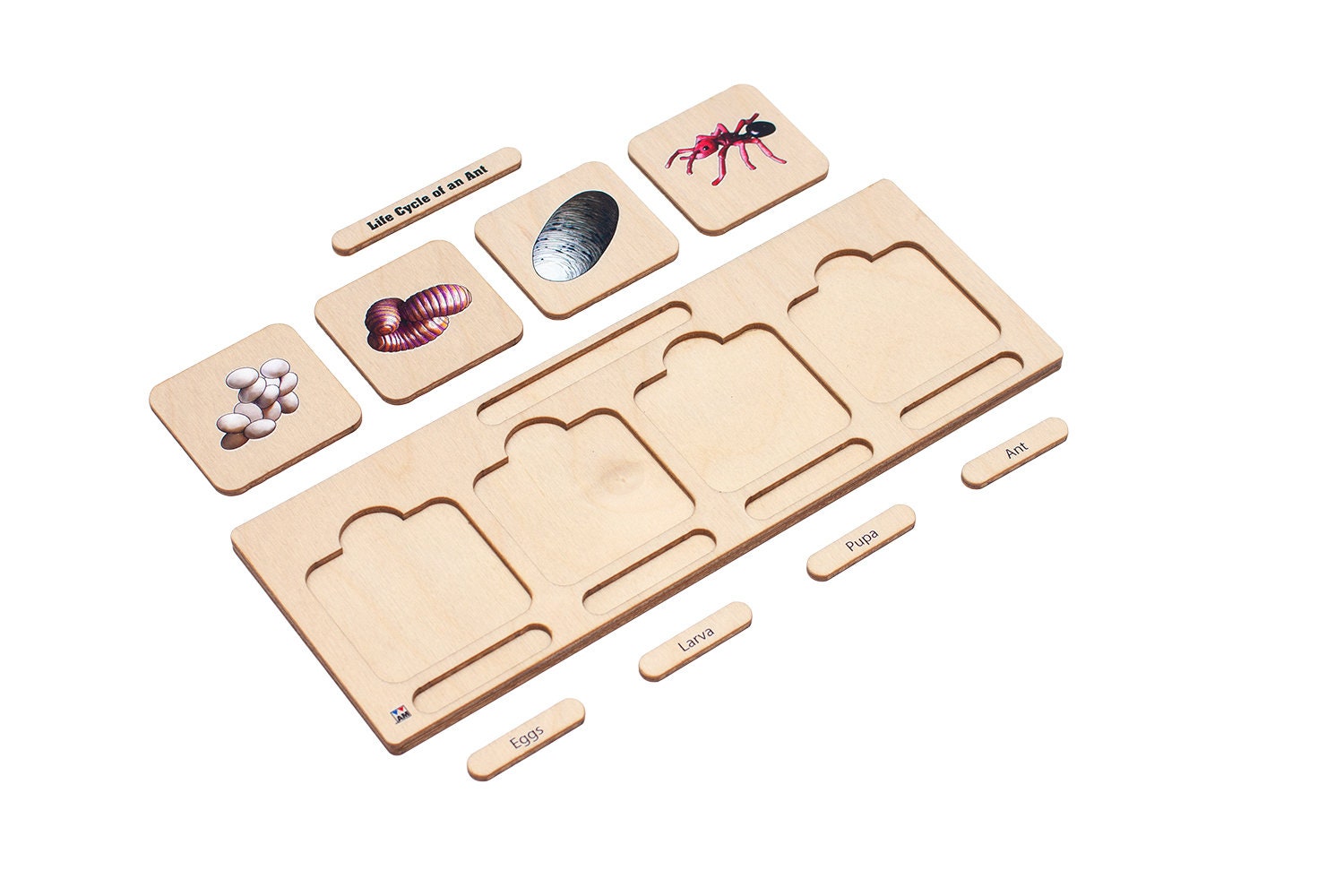 Wooden Life Cycle of an Ant Puzzle | Life Cycle Learning | Montessori ...