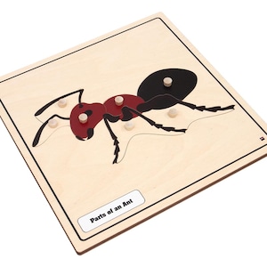 May include: Wooden puzzle featuring an ant with red and black segments, and black legs. The puzzle pieces are held in place with wooden pegs. The text "Parts of an Ant" is on a white label in the lower left corner.
