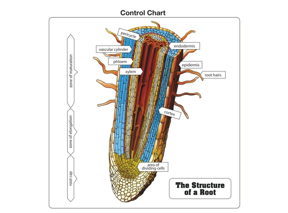 The Structure of a Root Puzzle With Nomenclature Cards (printed) (3-6 ...