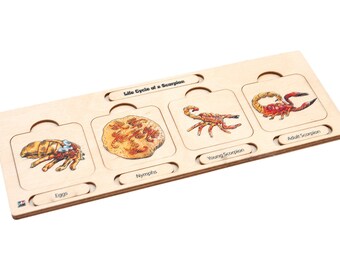 Wooden Life Cycle of a Scorpion Puzzle | Montessori Puzzle | Homeschool Materials | Montessori Wooden Materials
