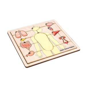 Human Major Organs Puzzle - Montessori Human Anatomy - Montessori Educational Toys - Biology Learning - Major Organs in the Human Body
