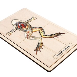 Internal Parts of a Frog Puzzle with Nomenclature Cards (3-6) (Printed) | Montessori Materials | Montessori Zoology | Three Part Cards