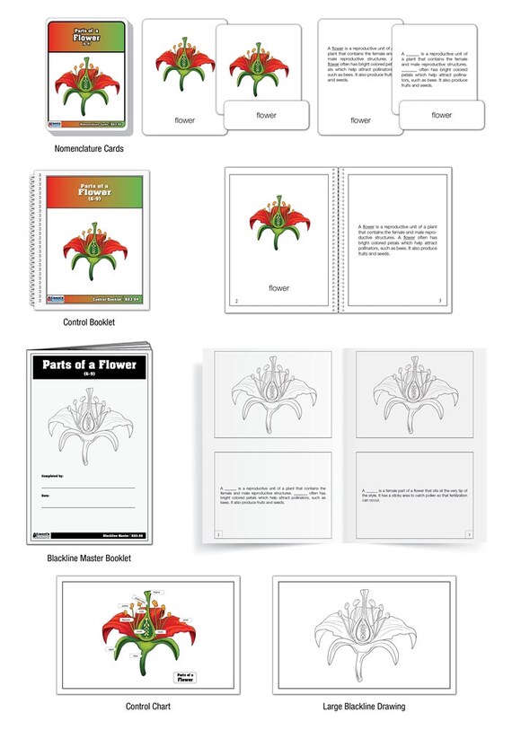 Parts of a Flower Puzzle With Nomenclature Cards (printed) (6-9